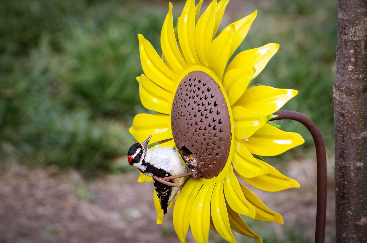 Desert Steel Sunflower Bird Feeder